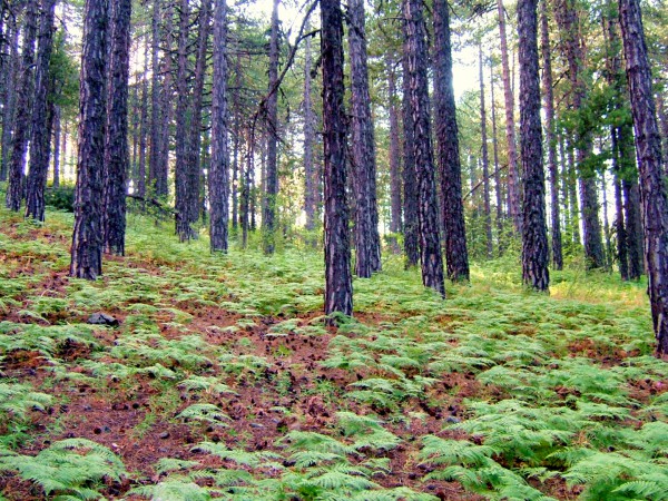 Israel, Cyprus, fire, forest, Troodos