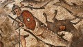Huquq, Red Sea, mosaic