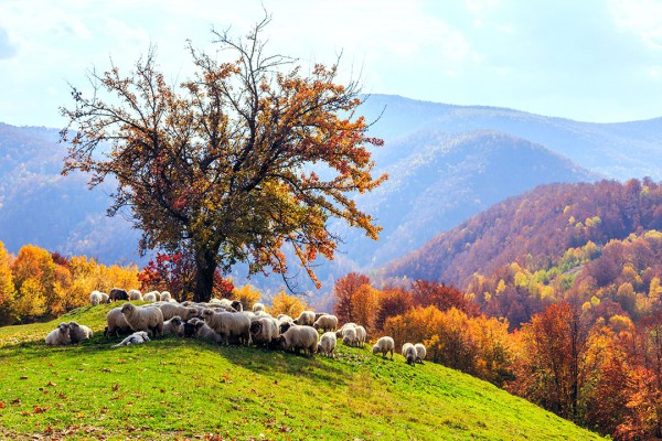 Sheep under the tree in Transylvania