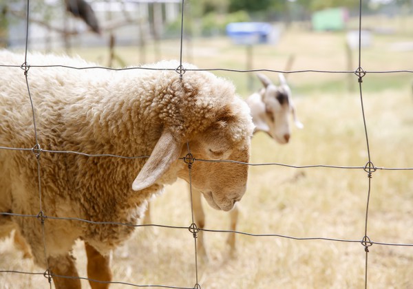 sheep behind fence