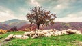 sheep grazing, beautiful hill,