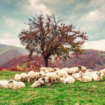 sheep grazing, beautiful hill,