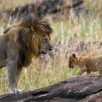 lion and cub