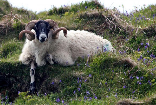 Mammal Sheep Ram Bluebell Nature Agriculture