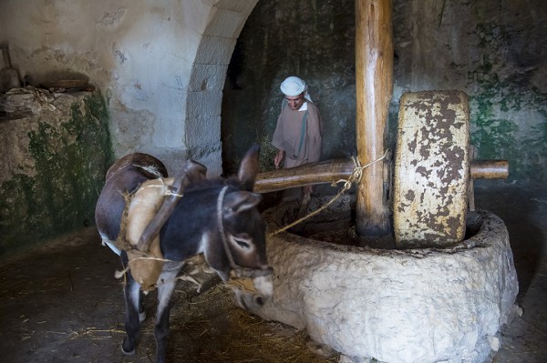 donkey, yoke, oil press, Nazareth village