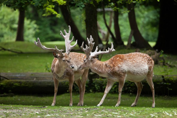 It is estimated that there are only 365 Persian fallow deer in the world.