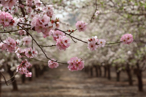 Blossoming almond trees: “The next day Moses entered the tent and saw that Aaron’s staff, which represented the tribe of Levi, had not only sprouted but had budded, blossomed and produced almonds.” (Numbers 17:8)
