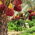 Date palms in northern Israel