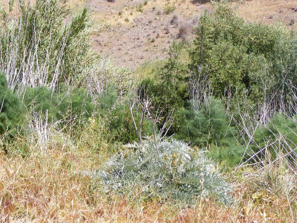 A wild olive tree is growing among fennel, artichoke thistle, and bamboo.