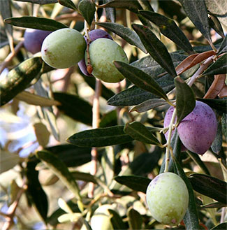 Fruit of an olive tree by the Dead Sea.