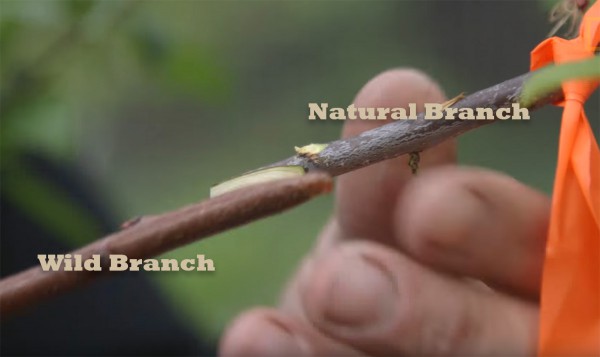 In tree grafting, a “wild” branch from one tree is spliced, inserted into or strapped to a natural branch of another tree.