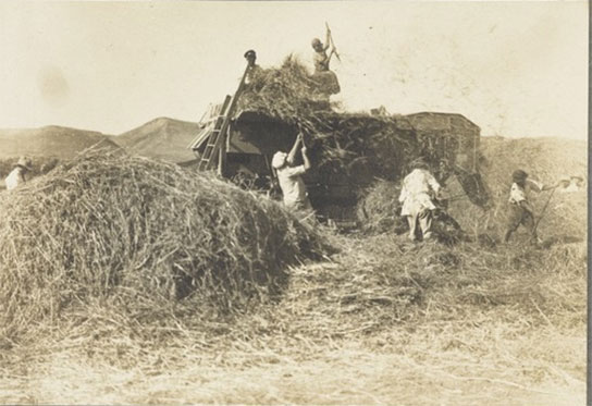 Men threshing wheat in the Jezreel Valley at Kibbutz Merhavia (meaning a large place, as in Psalm 118:5). It was established in 1929 by members of Hashomer Hatzair (The Young Guard), a HeChalutz youth movement that began in 1913.