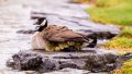 Ducklings take refuge under mother duck wing