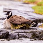 Ducklings take refuge under mother duck wing